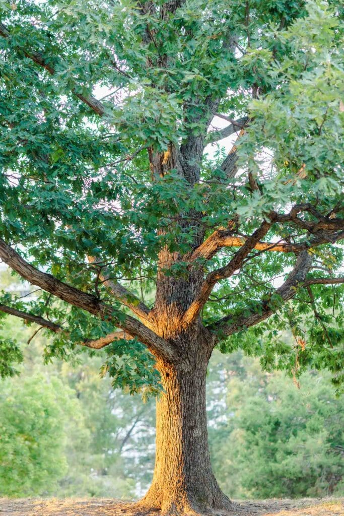 A tree in the park in Nashville