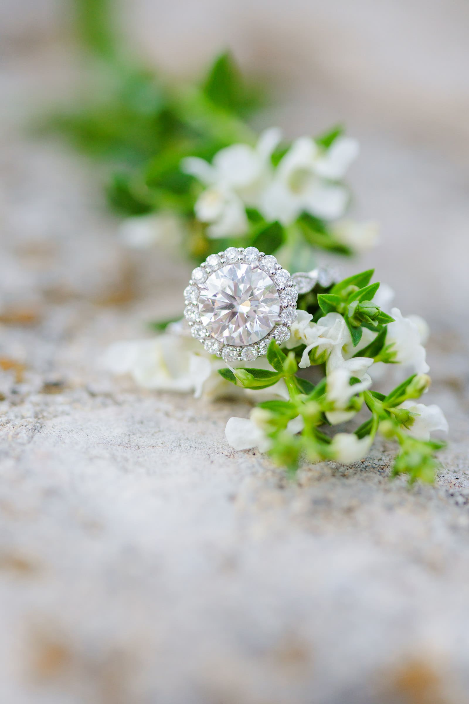 White flowers blooming in a Downtown Nashville park with engagement ring
